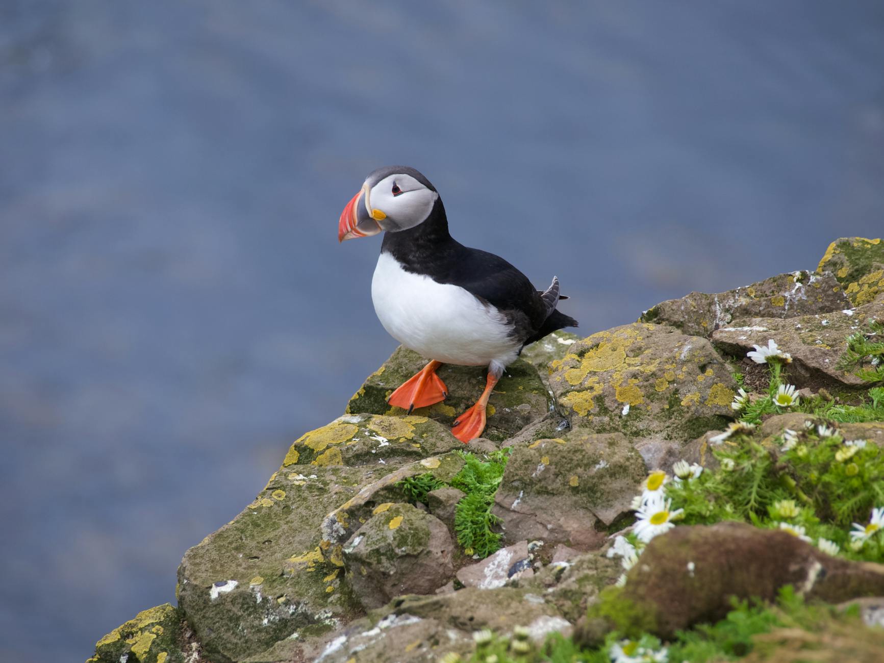 seabird perched on rocks